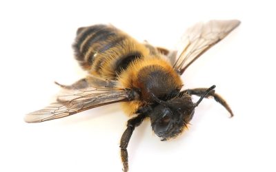 The Importance of Bee Removal in Dallas, TX